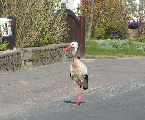 Stork i Bergenhuse