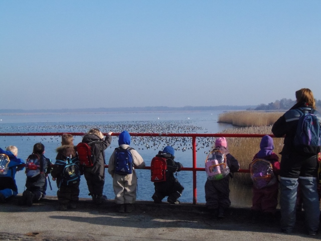 Børn fra Børnehaven Tusindfryd ser på en stor flok troldænder på deres naturtur.