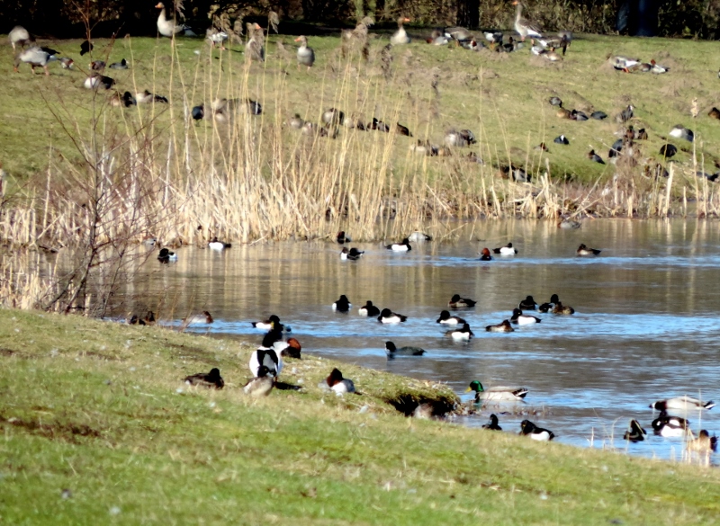 Fugle i og ved søen