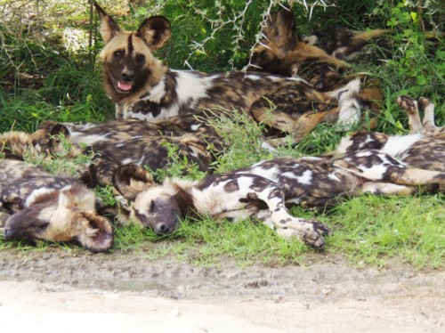 Mark skuffet hektar De vilde hunde i Afrika er truet af udrydelse | Ivans Natur